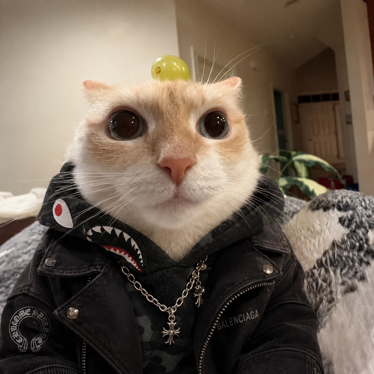 Grape cat